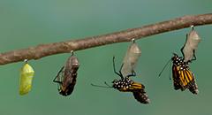 Ennovate Consulting | The 5 Practices of Transformation