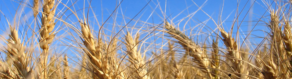 Ennovate | Agribusiness