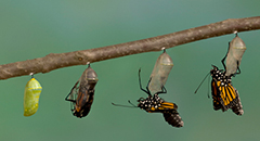 quicklink bannerbutt